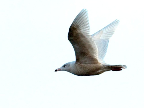 Glaucous Gull
