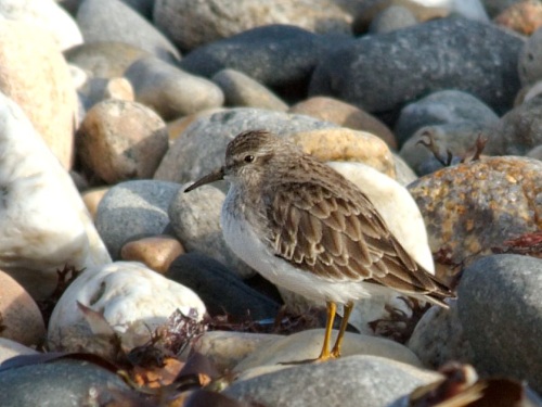 Least Sandpiper