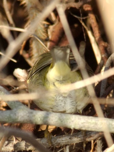 Orange-crowned Warbler