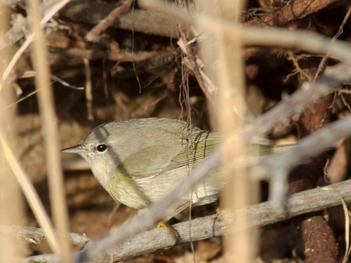 Orange-crowned Warbler