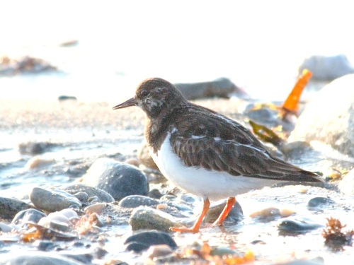 Ruddy Turnstone