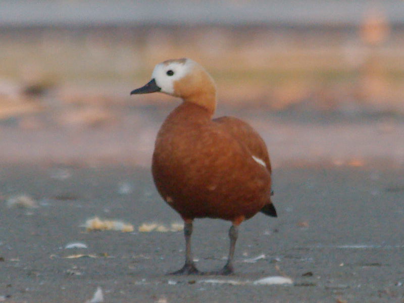 Ruddy Shelduck