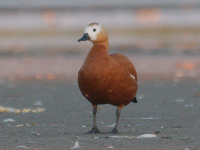 Ruddy Shelduck