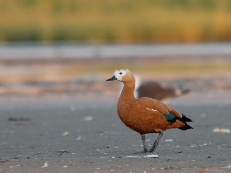 Ruddy Shelduck