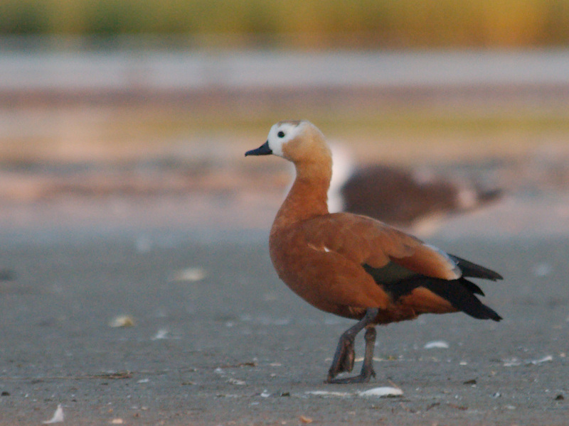 Ruddy Shelduck