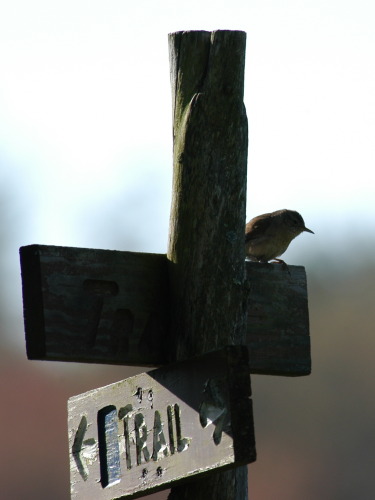 house_wren