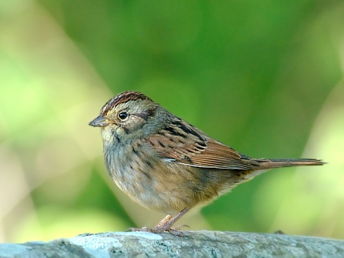 Swamp Sparrow