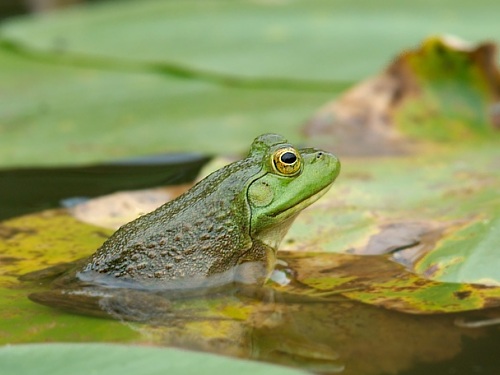 Frog