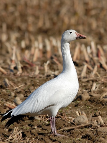 Snow Goose